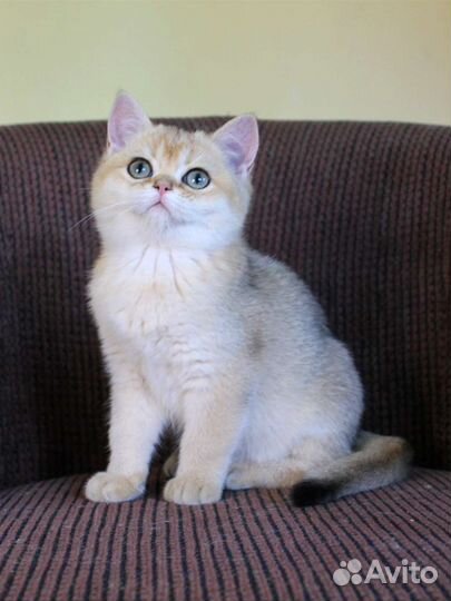 Британская золотая шиншилла