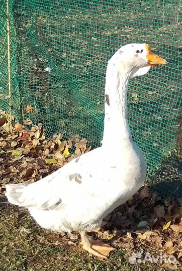 Гуси на племя