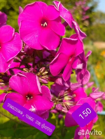 Лилейники, флоксы