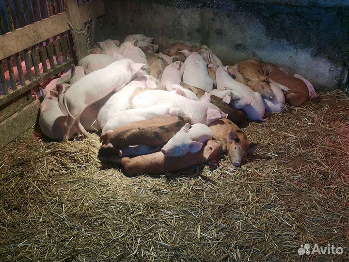 Поросята ландрас дюрок