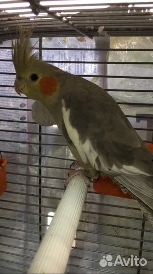 Корелла, Певчий попугай