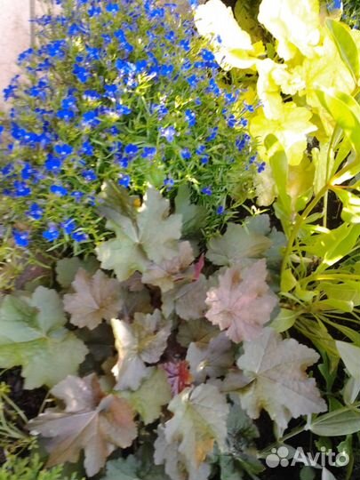 Гейхера - уникальное растение для вашего сада