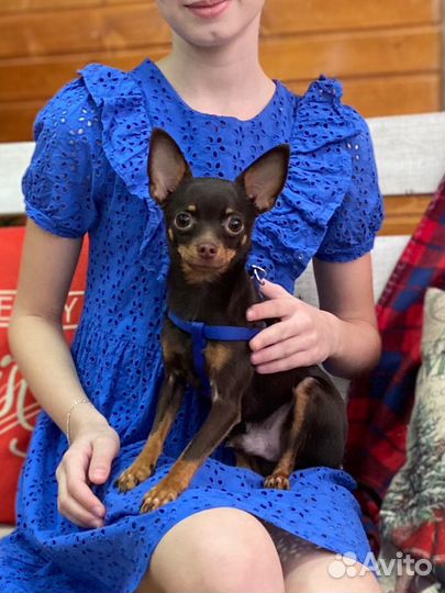 Той-терьер вязка