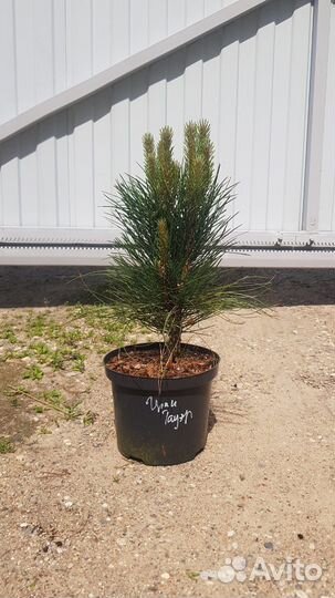 Сосна веймутова и черная(подробности в описании)