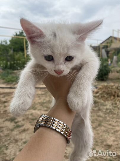 Кошка девочка с голубыми глазами