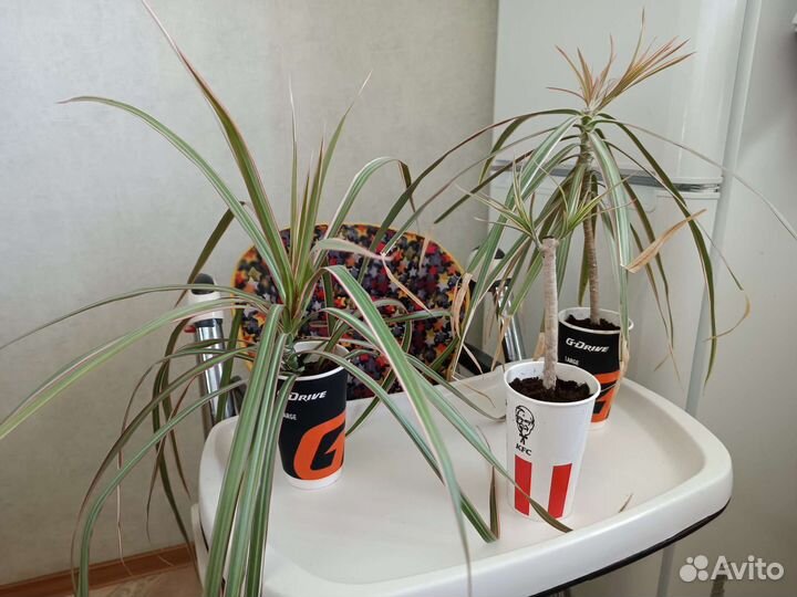 Пальма драцена