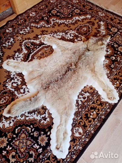 Чучело волка ковёр