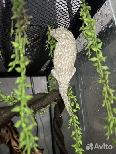 Гигантский бананоед возраст 9-10 месяцев