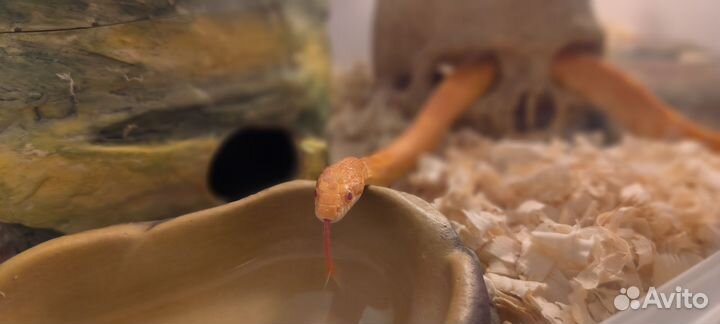 Моисовый полоз