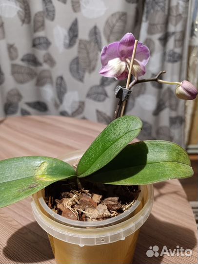 Орхидея фаленопсис