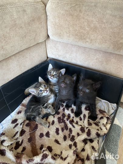 Котята в добрые руки