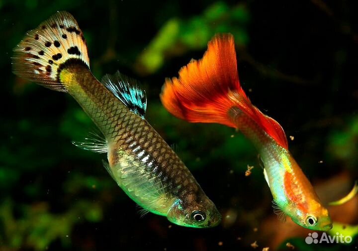 Меченосец. Живородки. Растения. Аквариум. Фильтр