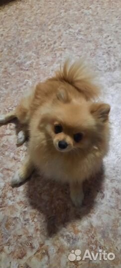 Передержка шпица