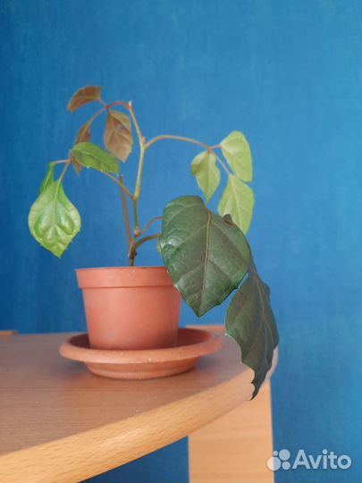 Циссус (березка, комнатный виноград)