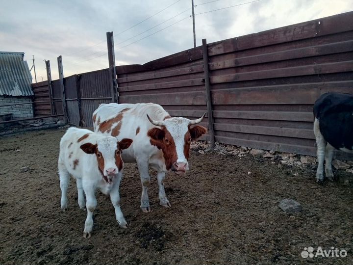 Корова, бычки