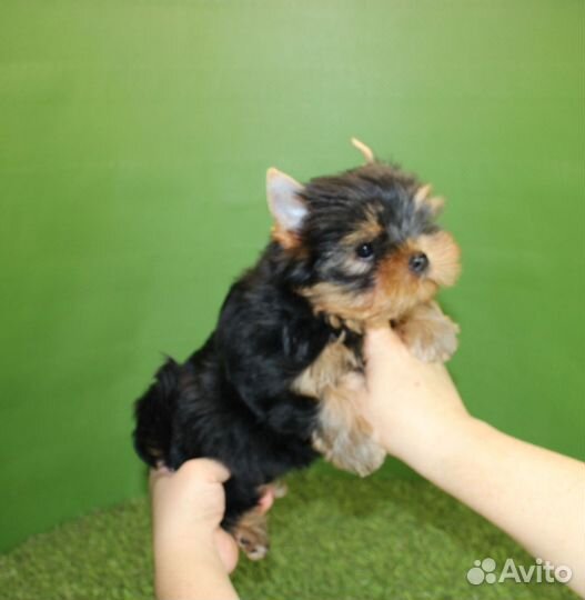 Щенки Йоркширского-терьера из рук заводчика