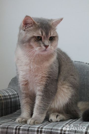 Чистокровный чемпион WCF Британский кот на вязку