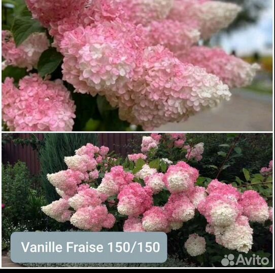 Гортензия метельчатая, крупнолистная