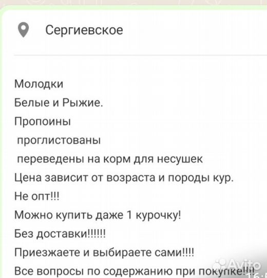 Молодки куры несушки