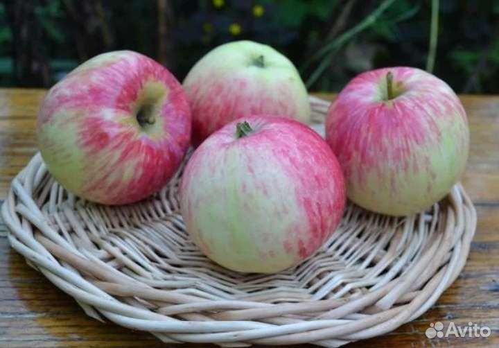 Саженцы яблони Башкирский красавец