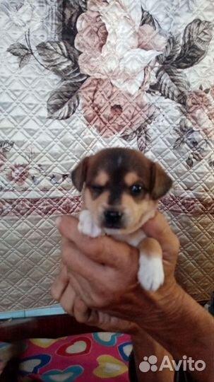 Той-терьер щенки