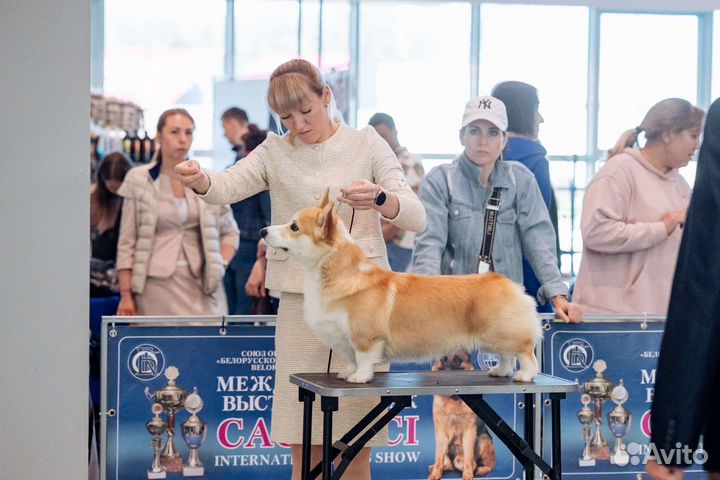 Вельш корги пемброк вязка