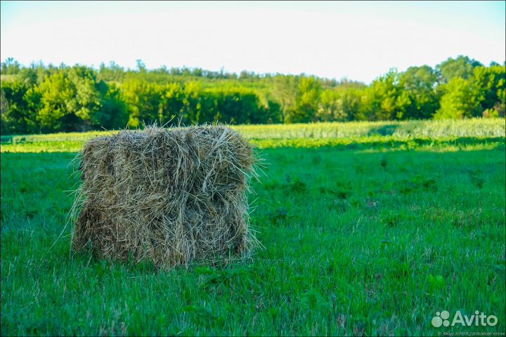 Сено.Разнотравье