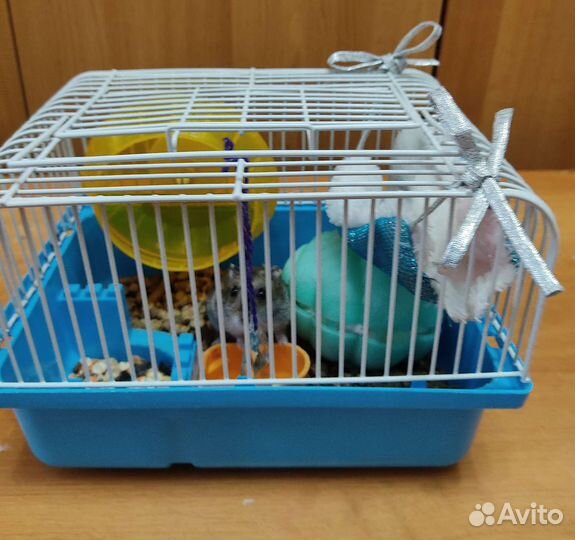 Джунгарский хомяк с клеткой