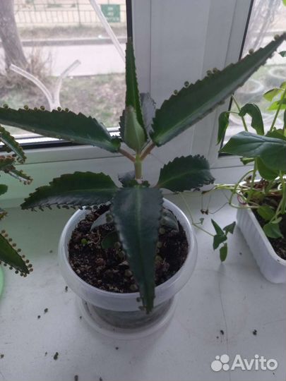 Каланхоэ лечебное