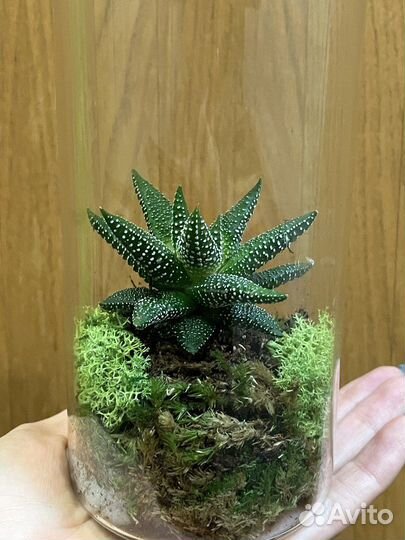 Флорариум «Крошка»