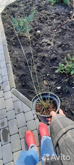 Декоративный злак