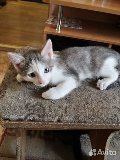 Котенок мальчик бесплатно