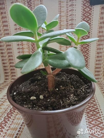 Красула толстянка