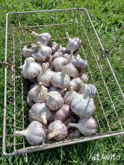 Чеснок