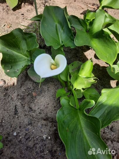 Цветы в горшках