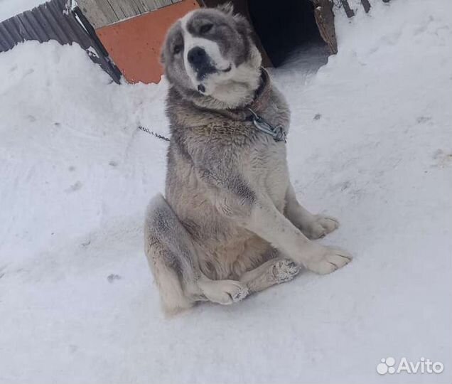 Алабай бесплатно