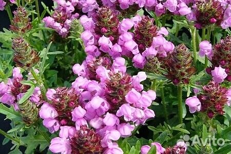 Садовые цветы