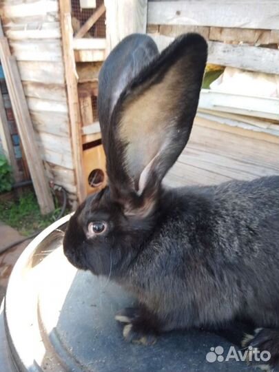 Кролик ризен