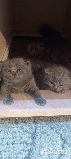 Шотландские котята