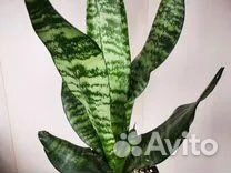 Герань, фиалки И многое другое