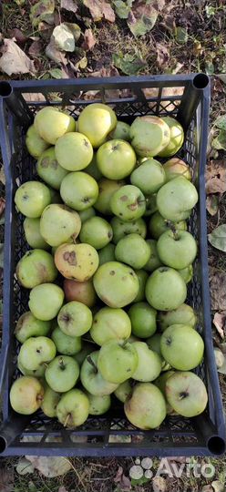 Яблоки из своего сада