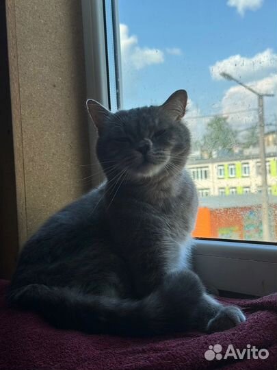 Кошечка в добрые руки