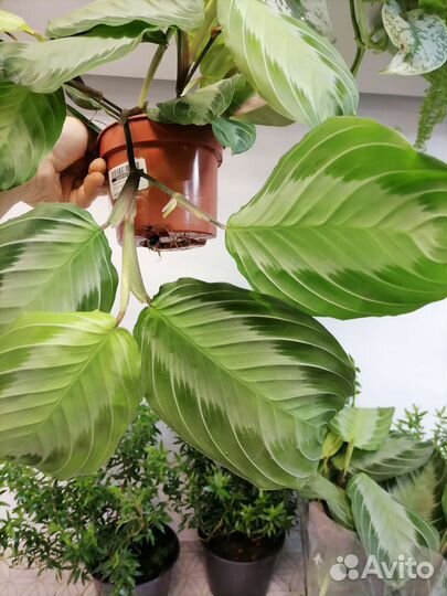 Аглаонема сильвер блю, Маранта, Мирт