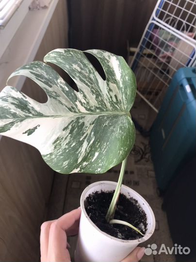 Монстера альба