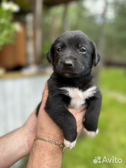 Щенок в добрые руки бесплатно