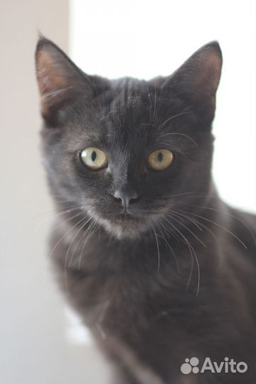 Котенок Мася 2,5 месяца