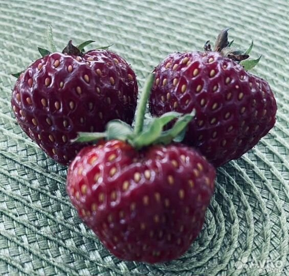 Клубника Черри Берри