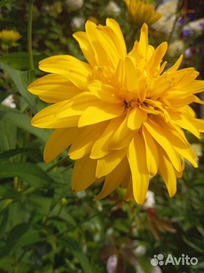 Золотые шары (рудбекия)