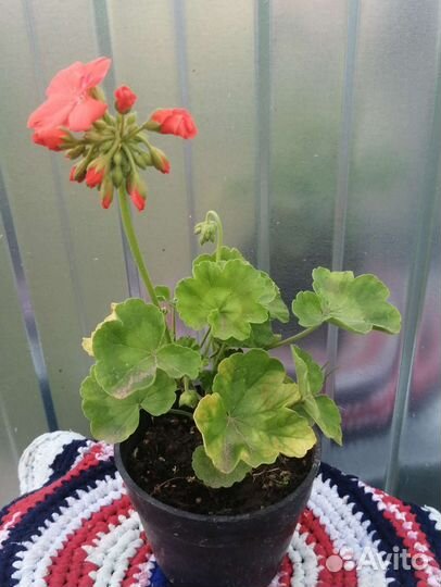Пеларгония герань разные сорта