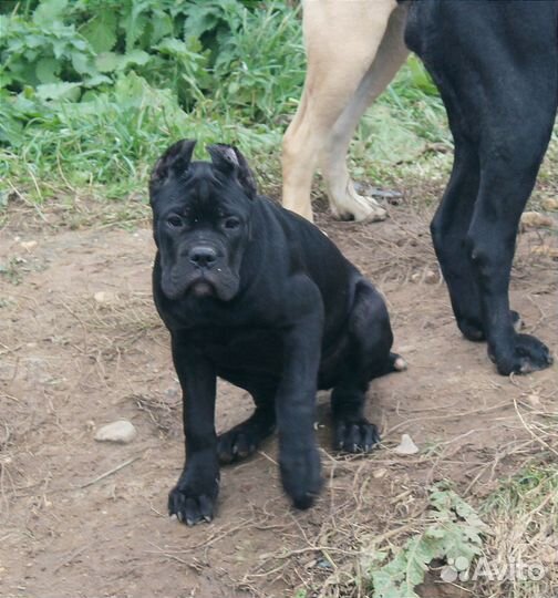 Девочка -уголек